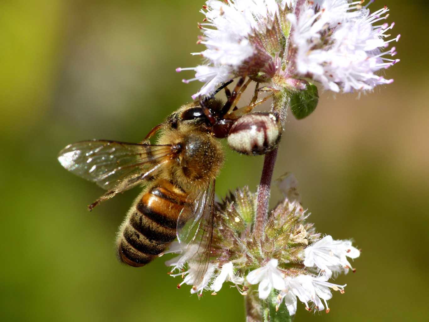 Synema globosum con ape - Santa Teresa Gallura (OT)